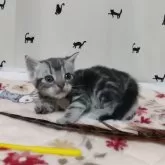 アメリカンショートヘア【埼玉県・女の子・2025年7月10日・ブルータビー】の写真2