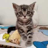 アメリカンショートヘア【埼玉県・男の子・2025年9月17日・ブルータビー】の写真2