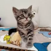 アメリカンショートヘア【埼玉県・男の子・2025年9月17日・ブルータビー】の写真3