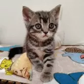 アメリカンショートヘア【埼玉県・男の子・2025年9月17日・ブルータビー】の写真5