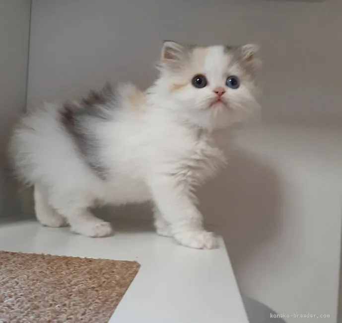 ID:2011-02030の子猫