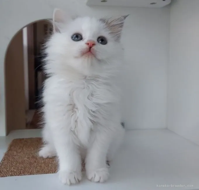 ID：2110-02088の子猫