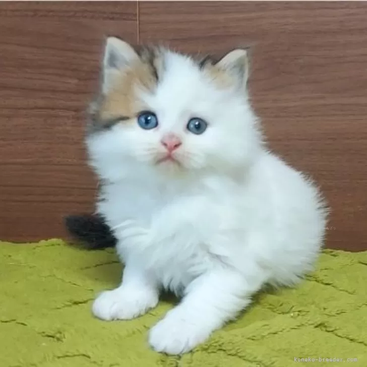 ID:2312-01564の子猫