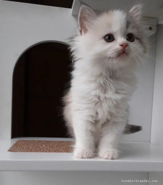 えび 様のお迎えした子猫