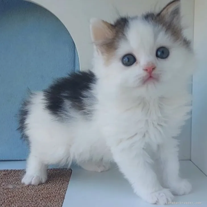 ID:2304-01113の子猫