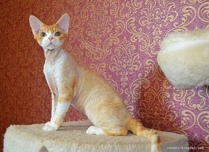 デボンレックス【・男の子・2024年4月22日・レッドスポッティッドタビー&ホワイト】