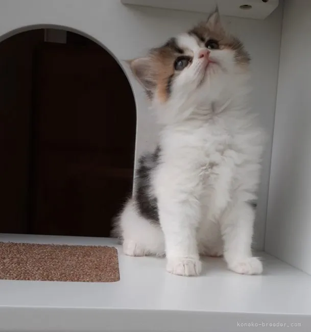 ID:2105-02343の子猫