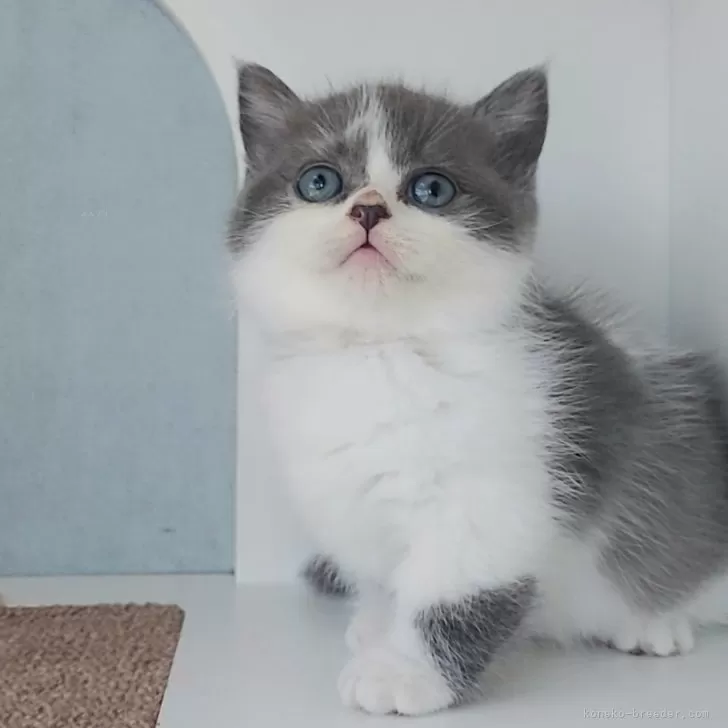 ID：2411-01575の子猫