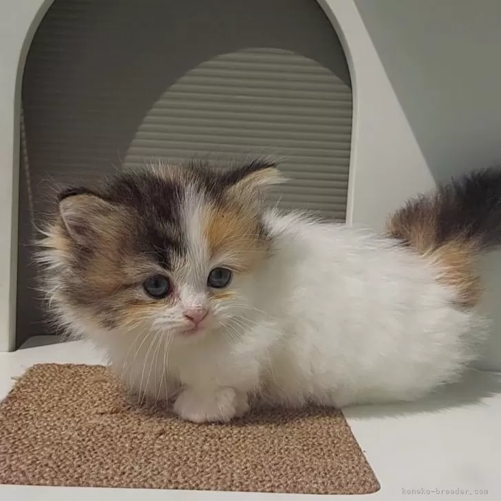 ID:2406-01432の子猫