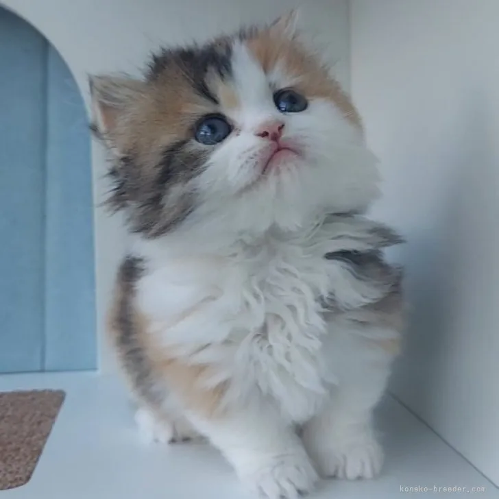 ID：2304-01115の子猫