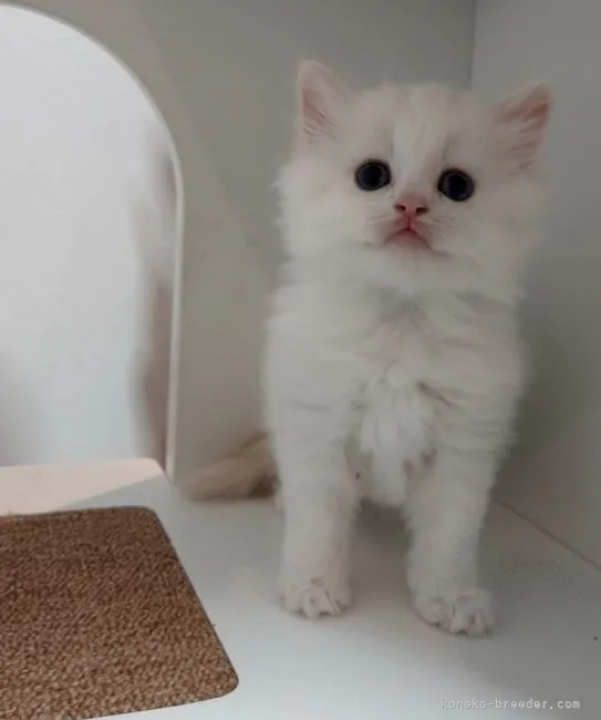 ID:2110-02086の子猫