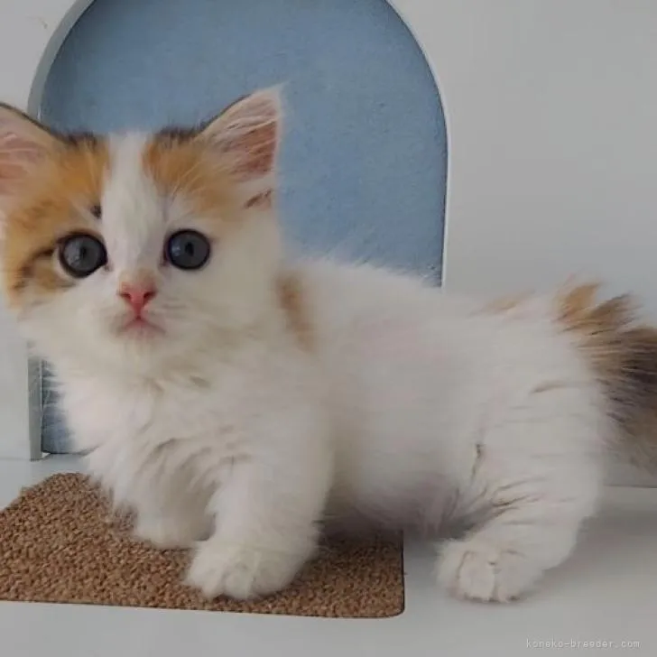 ID：2208-00067の子猫