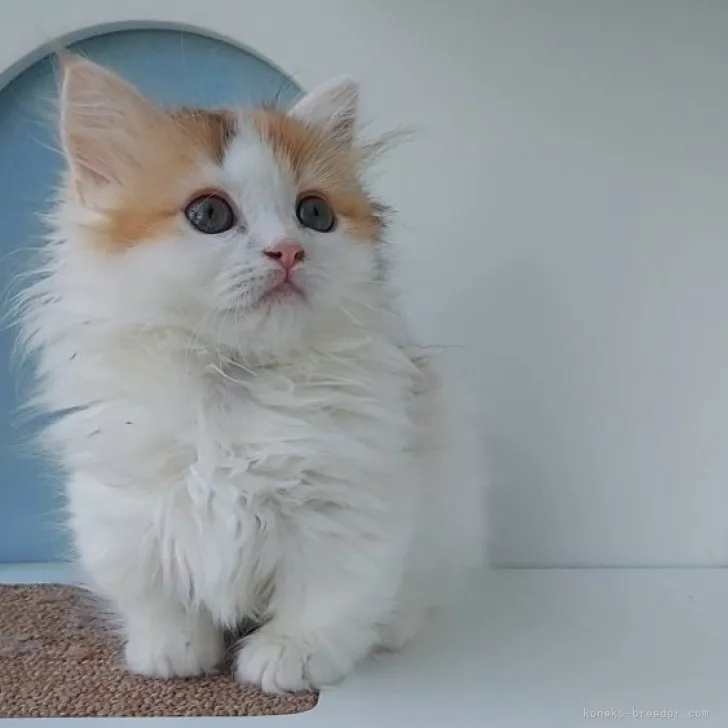 ID：2305-00799の子猫