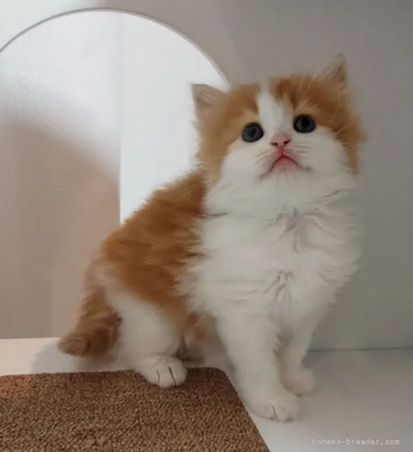 ID：2110-02037の子猫