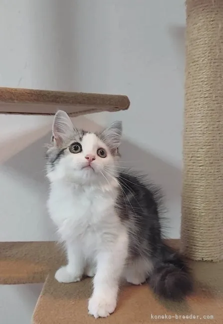 ID:2306-01536の子猫