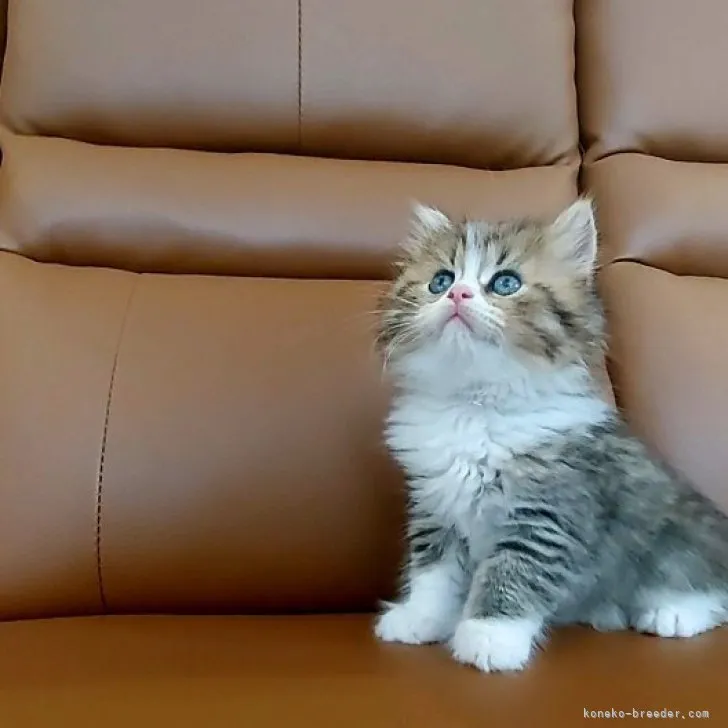 ID:2306-01025の子猫