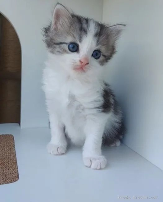 ID:2205-01759の子猫