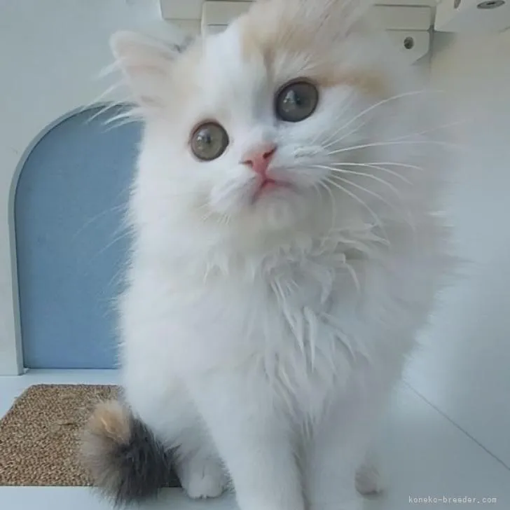ID:2212-00772の子猫