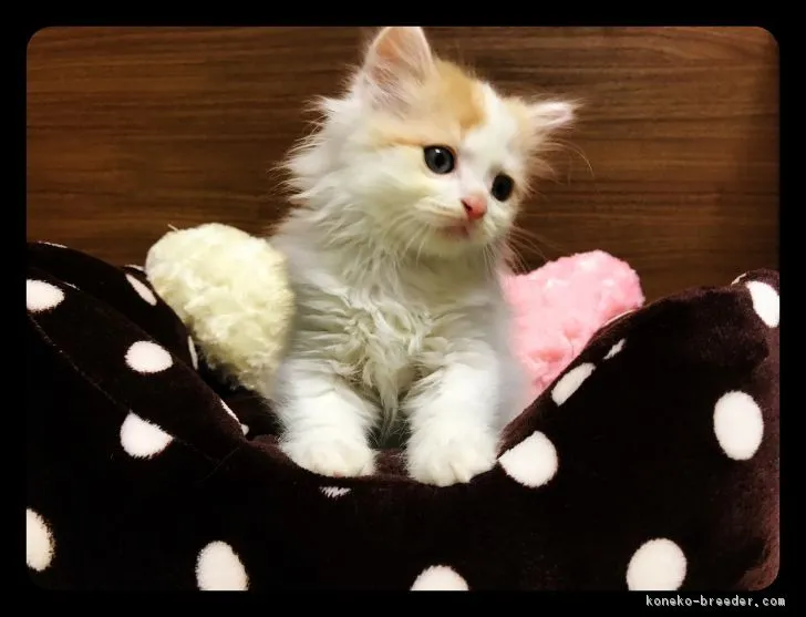 ヒデアキ 様のお迎えした子猫