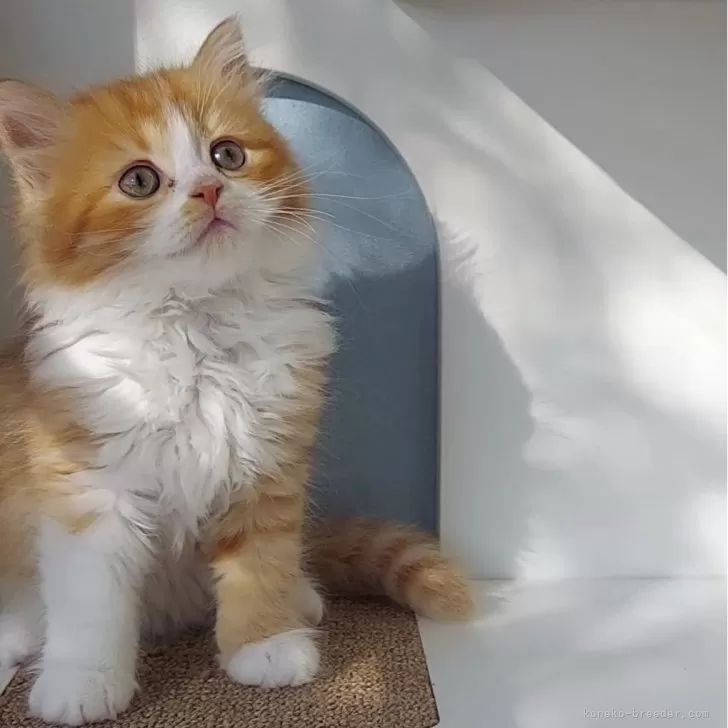 ID：2405-01011の子猫