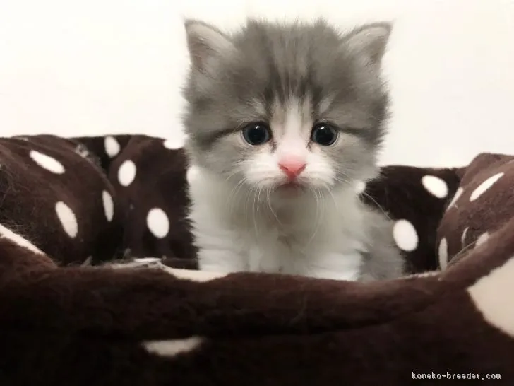 ID:1804-00441の子猫