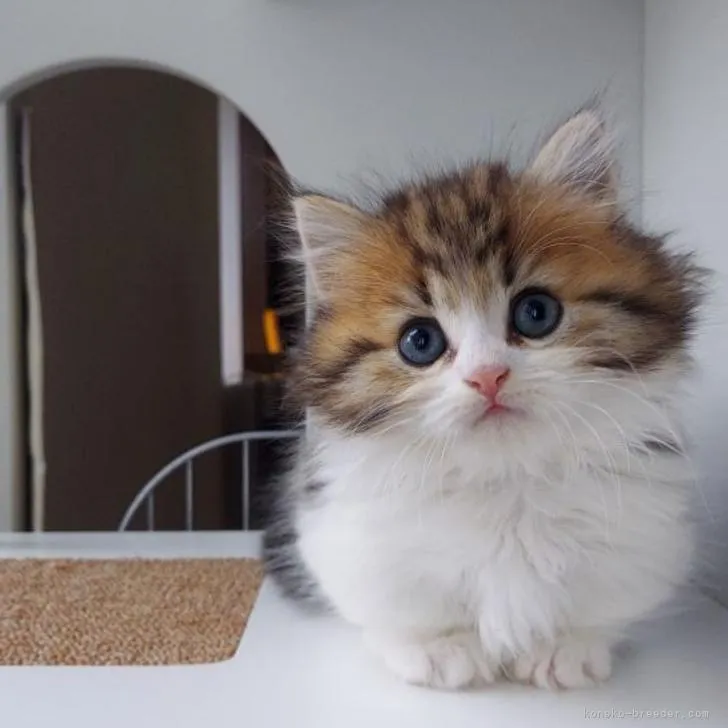 ID:2206-01574の子猫