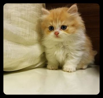 マンチカン【大分県・男の子・2017年9月3日・レッド&ホワイト（セミロング〜ロング）】の写真「ふわふわもふもふ男の子⭐︎」