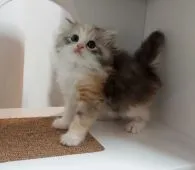 マンチカン(長足)【大分県・女の子・2021年9月16日・シルバーパッチドタビー&ホワイト】の写真1