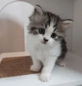 マンチカン(長足)【大分県・男の子・2021年9月16日・シルバータビー&ホワイト】の写真1