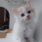 マンチカン(短足)【大分県・男の子・2022年4月14日・クリームタビー&ホワイト】の写真1