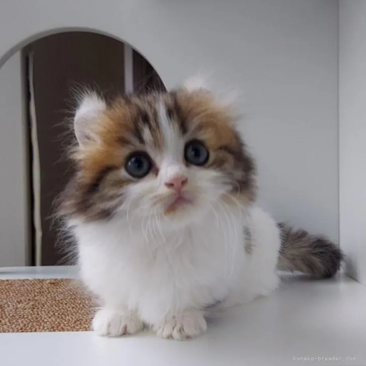 ID：2206-01579の子猫