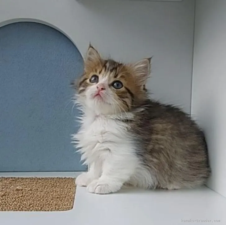 ID：2210-00717の子猫