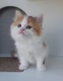 ミヌエット(長足)【大分県・女の子・2024年5月3日・キャリコ】の写真2