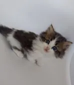 ミヌエット【大分県・男の子・2021年9月15日・ブラウンタビー&ホワイト】の写真2