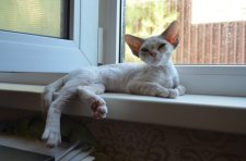 デボンレックス【・女の子・2024年4月14日・チョコレートミンク&ホワイト】