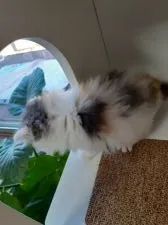 マンチカン(長足)【大分県・女の子・2020年10月6日・ダイリュートキャリコ】の写真3