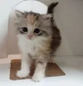 マンチカン(長足)【大分県・女の子・2021年9月16日・シルバーパッチドタビー&ホワイト】の写真3