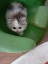 マンチカン(長足)【大分県・女の子・2020年10月6日・ダイリュートキャリコ】の写真4「かくれんぼ♪」