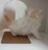 マンチカン(長足)【大分県・女の子・2021年9月16日・クリームタビー&ホワイト】の写真4