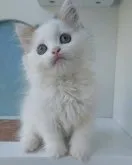 ミヌエット(長足)【大分県・男の子・2023年3月6日・ブラウンタビー&ホワイト】の写真4