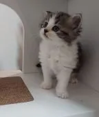 マンチカン(長足)【大分県・男の子・2021年9月16日・シルバータビー&ホワイト】の写真4