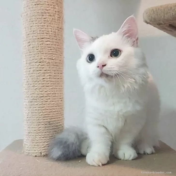 ID:2505-01459の子猫