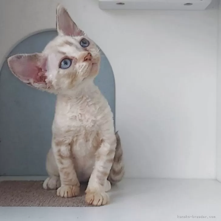 ID：2509-00186の子猫