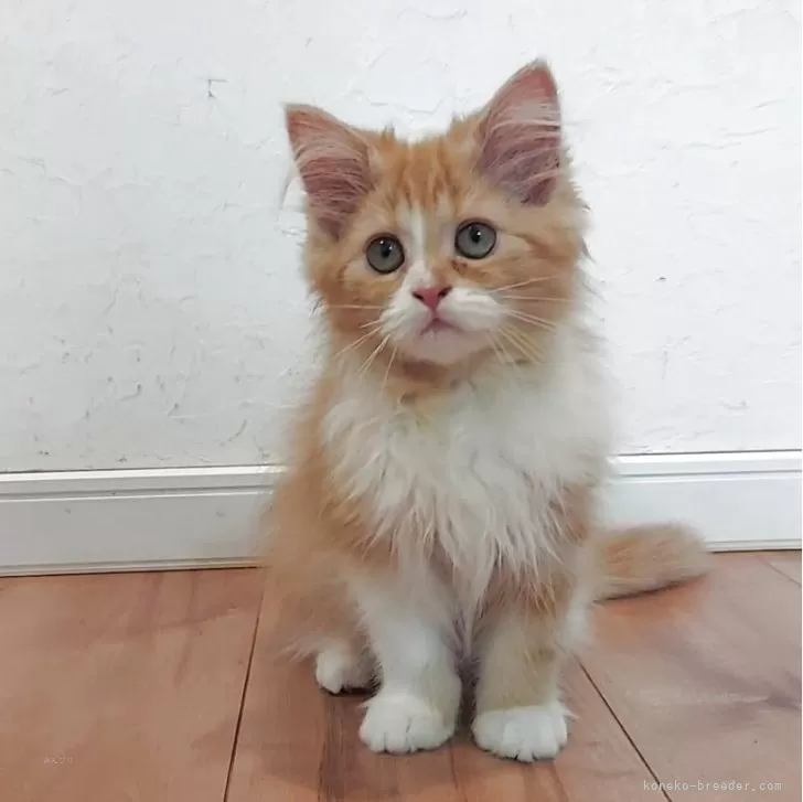 ID：2506-02190の子猫