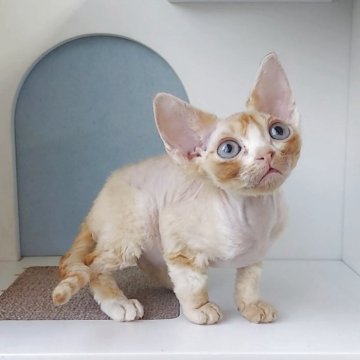 デボンレックス【大分県・男の子・2025年9月6日・レッドタビー】の写真「と～っても甘えんぼさん✨」