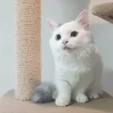 マンチカン(短足)