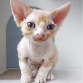 デボンレックス