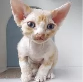 デボンレックス【大分県・男の子・2025年9月6日・レッドタビー】の写真1