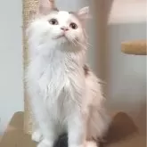 ミヌエット(長足)
