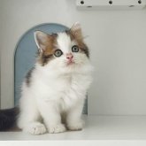 ミヌエット(長足)